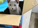Blueboy - Russian Blue Kitten For Sale - Hastings&comma; FL&comma; US