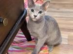 Blueg - Russian Blue Kitten For Sale - Hastings&comma; FL&comma; US