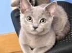 RBgirl - Russian Blue Kitten For Sale - Hastings&comma; FL&comma; US