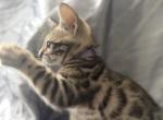 Aphmau female kitten - Bengal Kitten For Sale - 