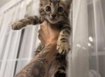 Ean male kitten - Bengal Kitten For Sale - Raeford&comma; NC&comma; US