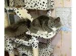 Milo - Ragamuffin Kitten For Sale - Lafayette&comma; LA&comma; US