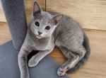 boy iD4 - Russian Blue Kitten For Sale - Hastings&comma; FL&comma; US