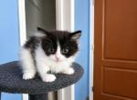ScttishS - Scottish Straight Kitten For Sale - Hastings&comma; FL&comma; US