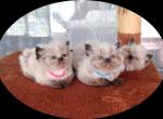 Shizari's September litter - Himalayan Kitten For Sale - Salt Springs&comma; FL&comma; US