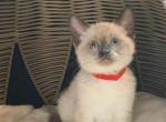 TRUFFLE & TOFFEE - Siamese Kitten For Sale - Philadelphia&comma; PA&comma; US