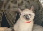 Truffle&Toffee - Siamese Kitten For Sale - Maclean&comma; VA&comma; US