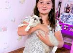 Panda & Horizon Ragamuffins - Ragamuffin Kitten For Sale - 
