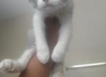 2 girls orange blk&white 1orange and white boy - Exotic Kitten For Sale - ATL&comma; GA&comma; US