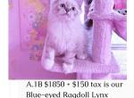 Saffire & Leonardo - Ragdoll Kitten For Sale - 