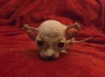 DWELF SPHYNX male - Sphynx Kitten For Sale - 