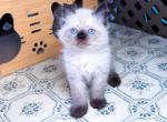 Petunia & Leonardo - Ragdoll Kitten For Sale - Lafayette&comma; LA&comma; US