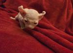 Elf female White - Sphynx Kitten For Sale - Boston&comma; MA&comma; US