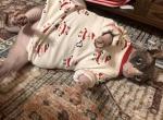 Odin - Sphynx Cat For Adoption - Stanwood&comma; WA&comma; US