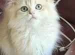 Bentley - British Shorthair Kitten For Sale - Matthews&comma; NC&comma; US