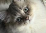 Bruno longhair - British Shorthair Kitten For Sale - Matthews&comma; NC&comma; US