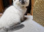Zack - Ragdoll Kitten For Sale - 