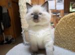 Zeke - Ragdoll Kitten For Sale - Reading&comma; PA&comma; US