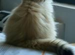 Tom - British Shorthair Kitten For Sale - Manhattan&comma; NY&comma; US