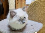 Brooklyn - Ragdoll Kitten For Sale - Reading&comma; PA&comma; US