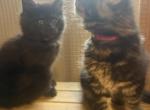 Maine Coon kittens - Maine Coon Kitten For Sale - Winfield&comma; IL&comma; US