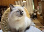 Angel - Ragdoll Kitten For Sale - Reading&comma; PA&comma; US
