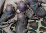 Black or Blue Sphynx - Sphynx Kitten For Sale - WA&comma; US