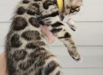 Wendy Brown rosetted bengal kitten female for sale - Bengal Kitten For Sale - 
