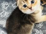 Bebi - Scottish Fold Kitten For Sale - Bradenton&comma; FL&comma; US