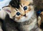 Beml - British Shorthair Kitten For Sale - Bradenton&comma; FL&comma; US