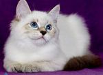 Lilia - Siberian Kitten For Sale - Pembroke Pines&comma; FL&comma; US