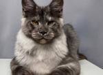Alvis - Maine Coon Kitten For Sale - 