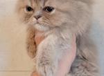 Persian kittens - Persian Kitten For Sale - Gladstone&comma; VA&comma; US