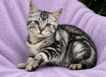 Multiple Available - Maine Coon Kitten For Sale - Ickesburg&comma; PA&comma; US