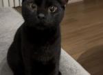 Shadow - Domestic Cat For Adoption - 