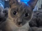Orion - Domestic Cat For Adoption - Philadelphia&comma; PA&comma; US
