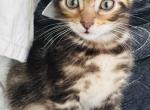 Haus of Bengals - Bengal Kitten For Sale - 