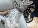 Romeo - Bengal Kitten For Sale - 