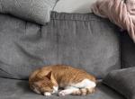 Archie - Domestic Cat For Adoption - MD&comma; US