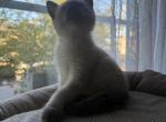 Pookah - Siamese Kitten For Adoption - 