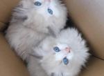 Xixi - Ragdoll Kitten For Sale - 