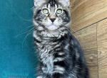 Indy Polydactyl - Maine Coon Kitten For Sale - Hollywood&comma; FL&comma; US