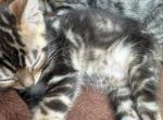 Cashmere - Bengal Kitten For Sale - Galloway&comma; NJ&comma; US