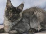 Katherine - Maine Coon Kitten For Sale - Hollywood&comma; FL&comma; US