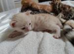 Unknown - Bengal Kitten For Adoption - NJ&comma; US