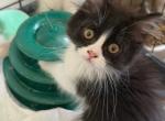Felix Perdoll Persian x Ragdoll - Ragdoll Kitten For Sale - Vandergrift&comma; PA&comma; US