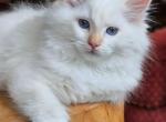Flame mitted - Ragdoll Kitten For Sale - 