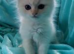 Caramel Perdoll Persian x Ragdoll - Persian Kitten For Sale - 