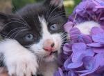 No name - Domestic Kitten For Sale - Agawam&comma; MA&comma; US
