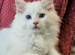 Flame bicolor - Ragdoll Kitten For Sale - 